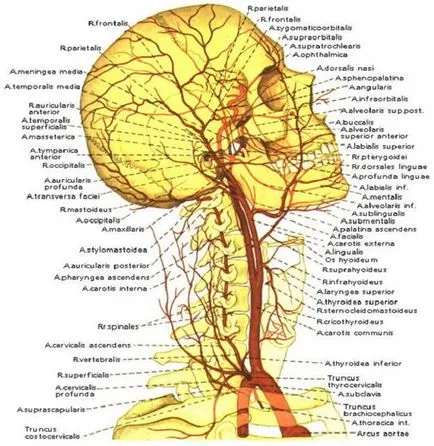 Dureri musculare ale gâtului și trăgând (spate, din față, lateral, stânga, dreapta) cauze, cum să trateze și ce să facă (pe partea stângă) Dureri musculare ale gâtului și trăgând (spate, din față, lateral, stânga, dreapta) cauze, cum să trateze și ce să facă