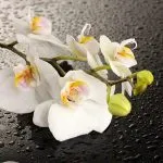 Cum să se hrănească Phalaenopsis înfloririi și o creștere rapidă (Phalaenopsis) Cum să se hrănească Phalaenopsis înfloririi și creșterea rapidă