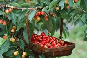Plantele cireșele de spray magice (cireșe) Magia plantelor pulverizate cu cireșe