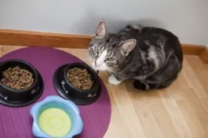Mai bună hrăni pisicile veterinare sfaturi și secrete de alimente naturale