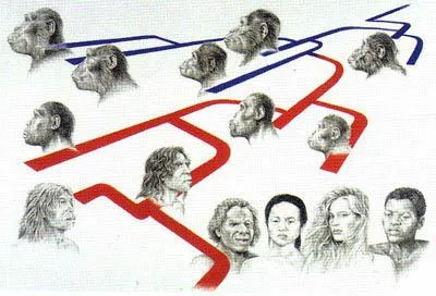Homo sapiens (Homo sapiens) - aspect, unind natura biologică și socială