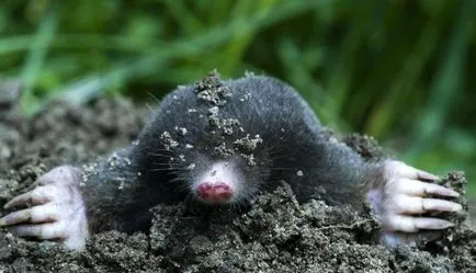 Cârtița mănâncă în pădure (alimentat) Cârtița mănâncă în pădure