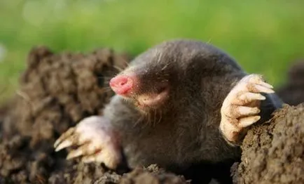 Cârtița mănâncă în pădure (alimentat) Cârtița mănâncă în pădure