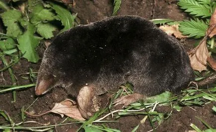 Cârtița mănâncă în pădure (pădure mănâncă mol) Cârtița mănâncă în pădure
