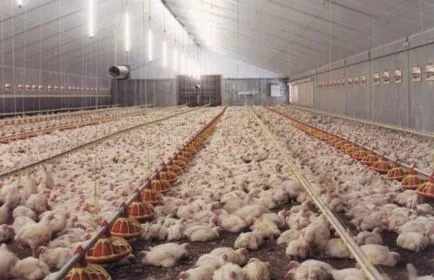 Chiktonik pentru pui broiler de instrucțiuni cu privire la aplicarea, fotografia și video