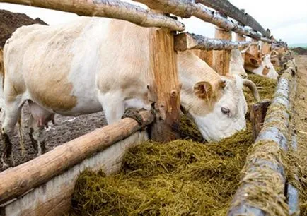 Ce să se hrănească o premixuri pentru vaci, hrana pentru animale, vitamine pentru bovine