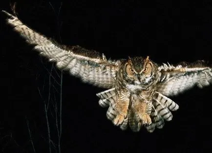 Manânca bufniță în pădure, care mănâncă bufnite (bufnițe) Manânca bufniță în pădure bufnițe care mănâncă