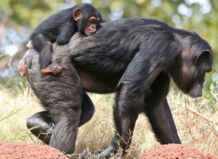Ape cimpanzeu