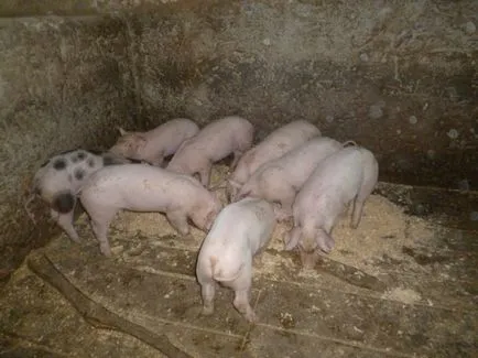 Rațiile porcine și numărul de hrănire corectă pentru a câștiga în greutate sau îngrășare (dietă) Ce să se hrănească porcii dieta dreapta și numărul de hraniri pentru a câștiga în greutate pe îngrășării sau