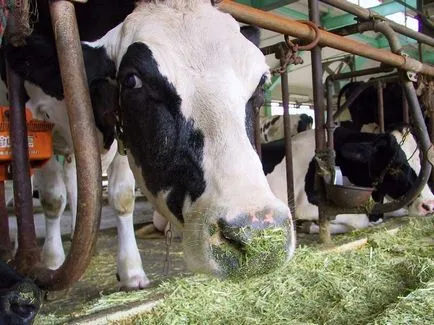 Ce să se hrănească o premixuri pentru vaci, hrana pentru animale, vitamine pentru bovine