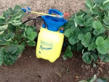 Căpșunile în primăvară pentru a alimenta o recoltă bună (de primăvară) Căpșunile în primăvară pentru a alimenta o recoltă bună