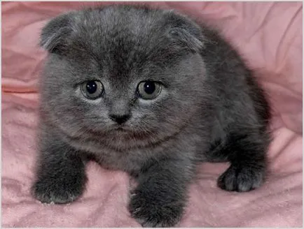 Feed Scottish fold pisoi 1, 2, 3, 4, 5 luni