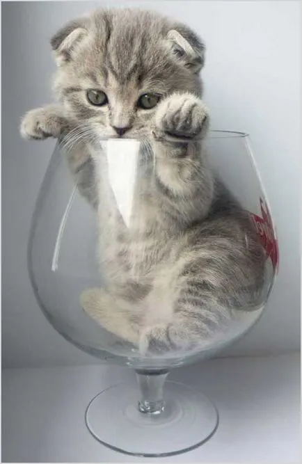Feed Scottish fold pisoi 1, 2, 3, 4, 5 luni