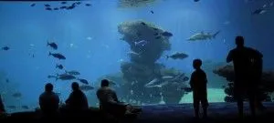Ce să vezi în Mallorca în 2017 ce să facă, ce să viziteze (Spania mayotsrka insula din Insulele Baleare care arata Valldemossa Formentor Cape Lluc Obiective Manastirea Pestera Dragon Acvariul satului spaniol Bellver Catedrala Almudaina) Ce să vezi în Mallorca în 2017 ce să facă, ce să viziteze?