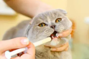 Ce ar trebui să fac în cazul în care pisica otrăvit - să ia măsuri urgente - alimentația corectă pisica și pisica (otrăvit) Ce ar trebui să fac în cazul în care pisica otrăvit - să ia măsuri urgente - alimentația corectă pisica și pisica