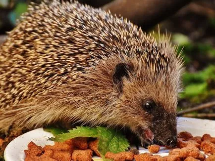 Că aricii mânca decât mănâncă aricii în natură