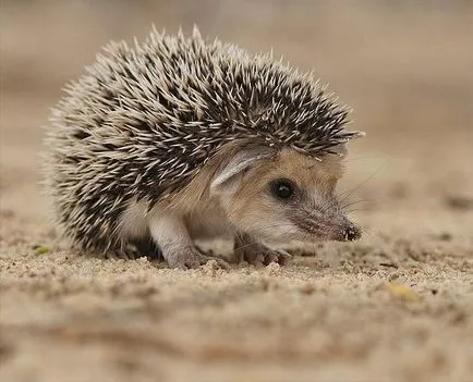 Care mănâncă secretul arici deschis (Hedgehog) Care mănâncă secretul Ariciul deschis