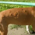 Ce este displazie la câini, simptomele si tratamentul acesteia (tratament) Ce este displazie la câini, simptomele sale si de tratament