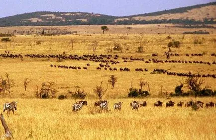 Ce este un savană și în cazul în care acestea sunt savanele din America de Sud (Sud) Ce este savane și savană în cazul în care acestea sunt în America de Sud