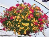 flori de Calendula - plantare și îngrijire în Calendula fotografie în aer liber, gălbenele în creștere din semințe