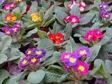 ranunkulyus flori - îngrijire și aterizare; ranunkulyus Foto ranunkulyusa cultivare la domiciliu