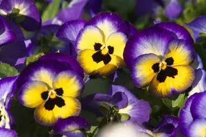 panseluțe flori Caracteristici cheie și descrierea, regulile de plantare și de întreținere, fotografii cu flori