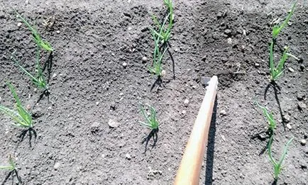 flori Gladiole - plantare și îngrijire, fotografie gladiole, cultivarea gladiole - descriere; depozitare