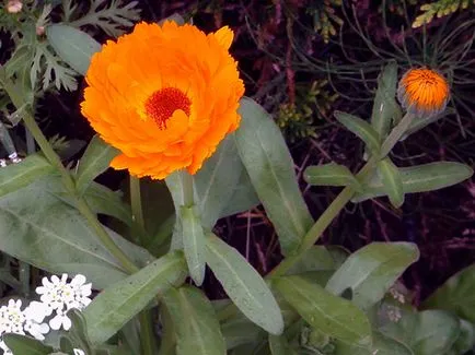 flori de Calendula - plantare și îngrijire în Calendula fotografie în aer liber, gălbenele în creștere din semințe