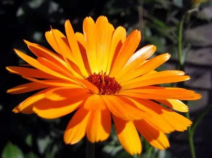 flori de Calendula - plantare și îngrijire în Calendula fotografie în aer liber, gălbenele în creștere din semințe