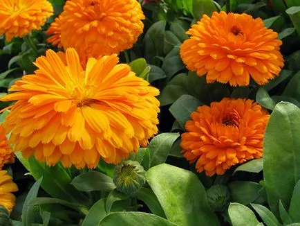 flori de Calendula - plantare și îngrijire în Calendula fotografie în aer liber, gălbenele în creștere din semințe