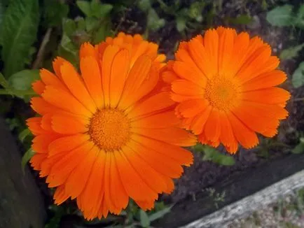 flori de Calendula - plantare și îngrijire în Calendula fotografie în aer liber, gălbenele în creștere din semințe