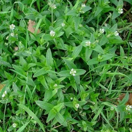 Flori yaskolka fotografie și cultivarea semințelor, de plantare și îngrijire