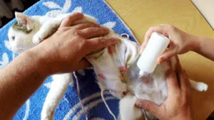 Care este patura pentru pisica și cum să-l facă-te