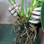 Dracaena ca un transplant la domiciliu (după achiziționare și transplant regulate)
