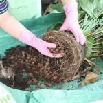 Dracaena ca un transplant la domiciliu (după achiziționare și transplant regulate)