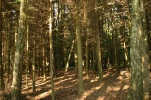 ecosistemul forestier (mixt, conifer, foioase, tropical) imagini, caracterizarea