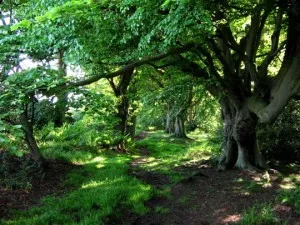 ecosistemul forestier (mixt, conifer, foioase, tropical) imagini, caracterizarea