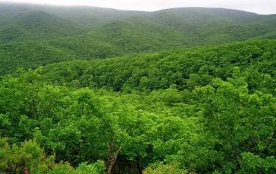 ecosistemul forestier