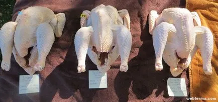 Jersey gigant pui de rasa profitabile