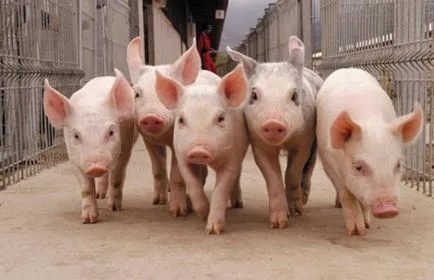 îngrășare efectivă a porcilor pentru carne in casa (slănina îngrășare porci) îngrășare efectivă a porcilor pentru carne la domiciliu