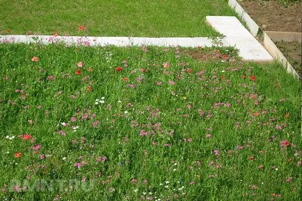 Stilul ecologic de design peisagistic
