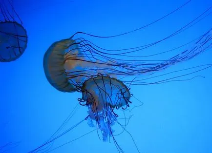 Date despre meduze otrăvitoare, strălucitoare, cea mai mare meduze din lume, dezbatere știință