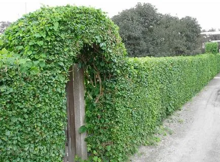 Stilul ecologic de design peisagistic