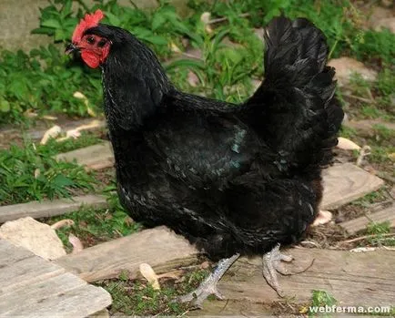 Jersey gigant pui de rasa profitabile