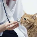 pisica Fosprenil manualul de instrucțiuni, comentarii, pret, dozare, oral, în cazul în care să cumpere,