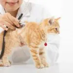 pisica Fosprenil manualul de instrucțiuni, comentarii, pret, dozare, oral, în cazul în care să cumpere,