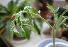 manei la tomate ca o luptă fotografie răsad mâner atac folk, tratamentul de tomate (luptă) manei la tomate ca un material săditor lupta foto, prelucrare de remedii populare, tratamentul tomate
