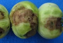 manei la tomate ca un atac folk lupta fotografie răsad mâner, tratamentul de tomate (foto) manei la tomate ca un material săditor lupta foto, prelucrare de remedii populare, tratamentul tomate