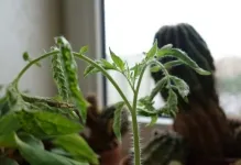 manei la tomate ca un atac folk lupta fotografie răsad mâner, tratamentul de tomate (foto) manei la tomate ca un material săditor lupta foto, prelucrare de remedii populare, tratamentul tomate
