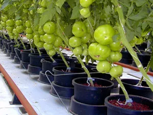 cultivarea hidroponice nuanțelor tomate studiu (hidroponică) Hidroponia studiaza nuanțele de cultivare de tomate
